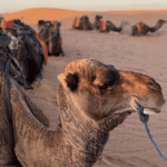 7 DAYS PRIVATE TOUR FROM FES TO DESERT