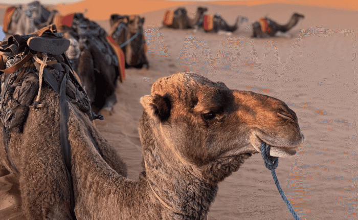 7 DAYS PRIVATE TOUR FROM FES TO DESERT