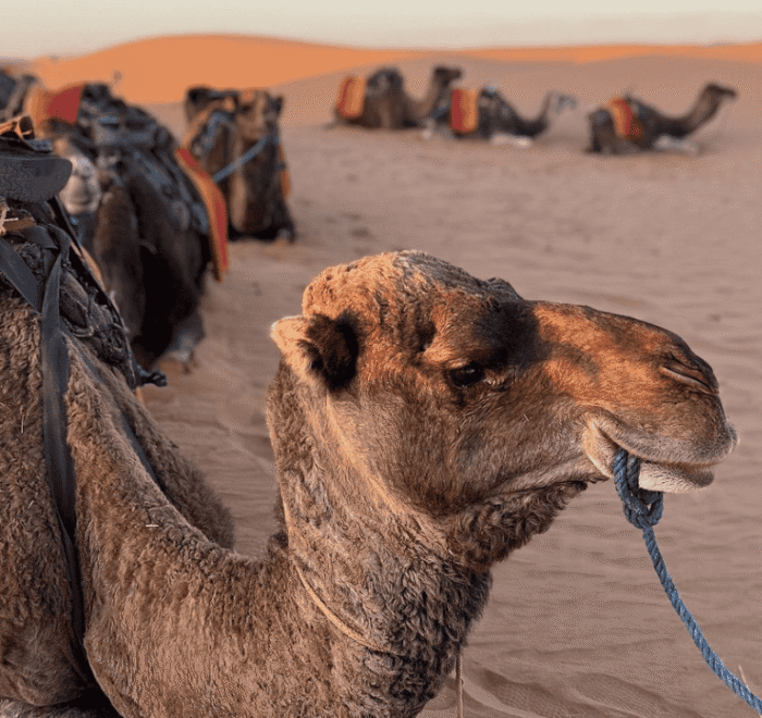 7 DAYS PRIVATE TOUR FROM FES TO DESERT