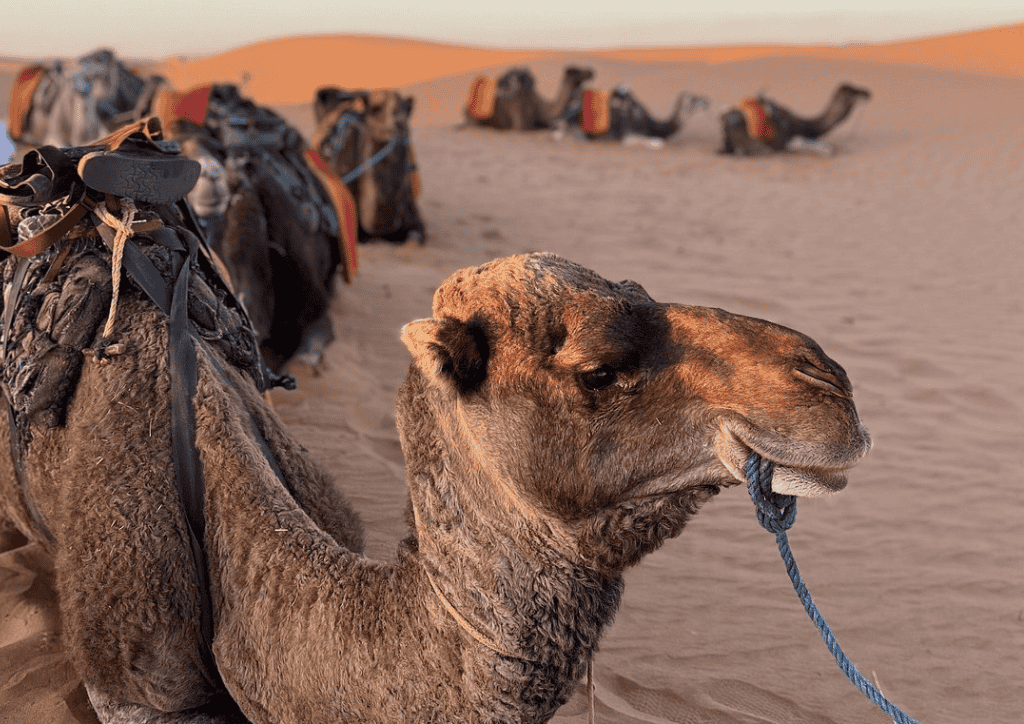 7 DAYS PRIVATE TOUR FROM FES TO DESERT
