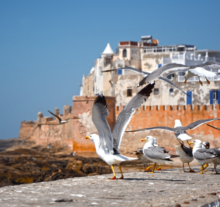 A group of seagulls perched and flying on a stone wall near the sea, with whitewashed buildings and ancient stone walls in the background under a clear blue sky—an inviting scene often admired during Morocco tours 2026.